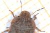 Sciocoris homalonotus